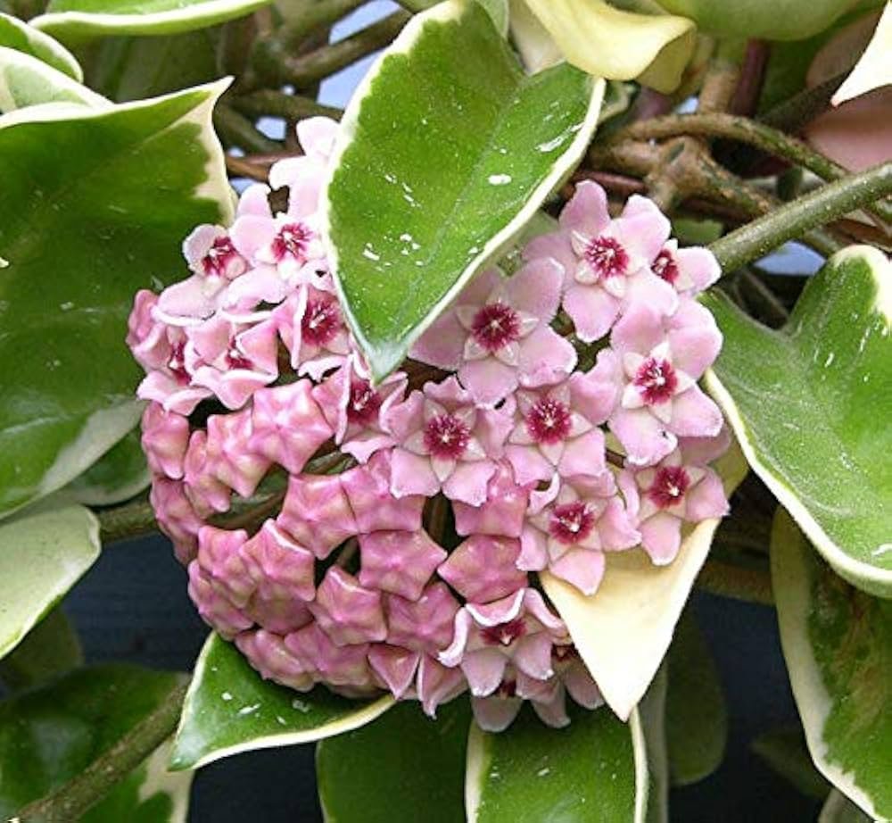 Hoya Carnosa